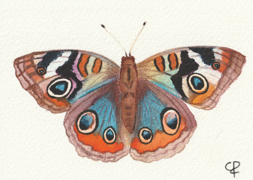Blue pansy vlinder