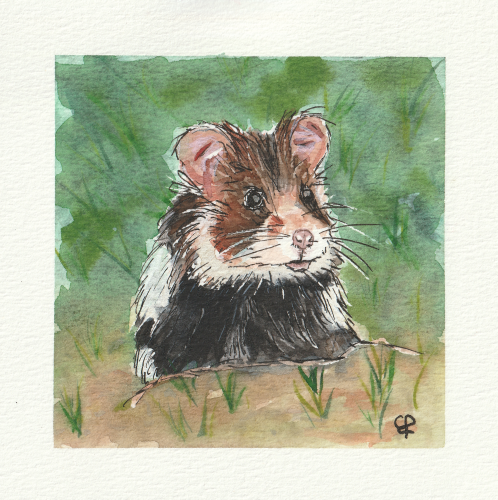 Europese hamster