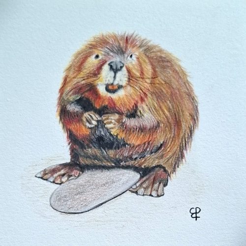 Bever
