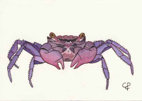 Krab